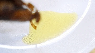 롯데리아 메뉴 트렌드 분석